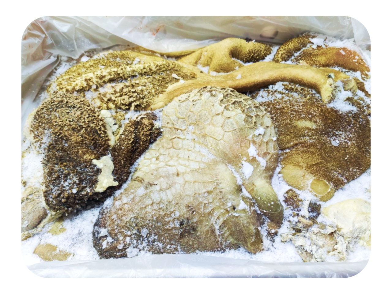 Beef tripe